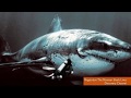 MEGALODON SHARK EXISTS! Recent sightings ...
