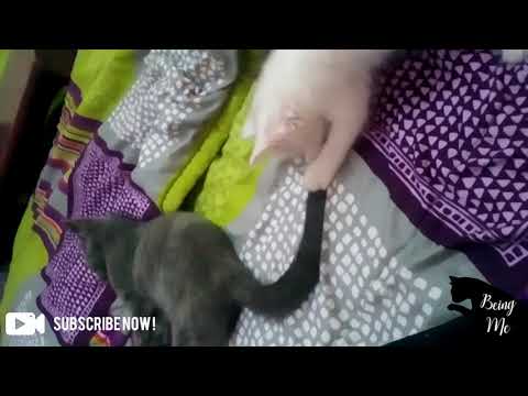 Olaf wants to bite Gucci's tail