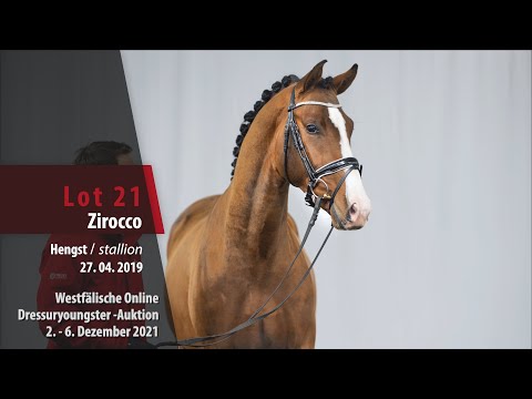 Online Dressuryoungster-Auktion Lot 21 Zirocco Hengst v. Zoom - Fürstenball