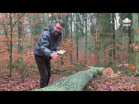 Digital Forest Lab | Oak wood grading (7)