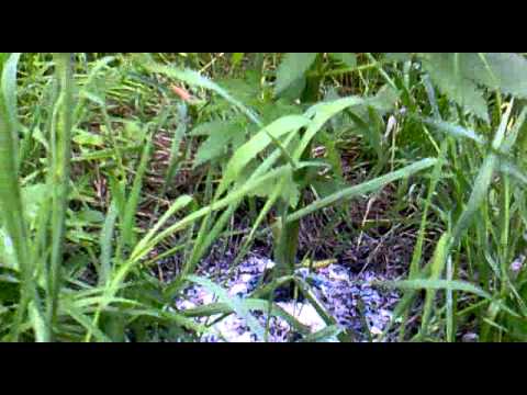 Meet my plants (Easy Sativa)