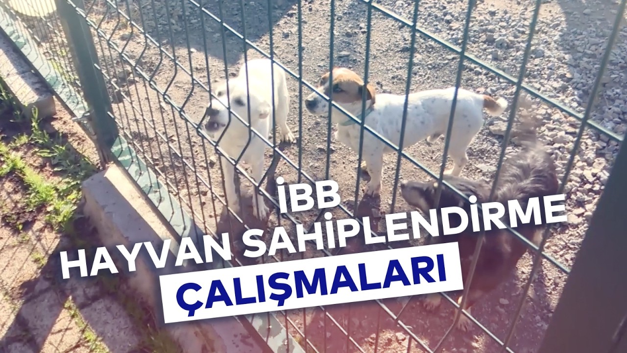 İBB HAYVAN SAHİPLENDİRME ÇALIŞMALARI
