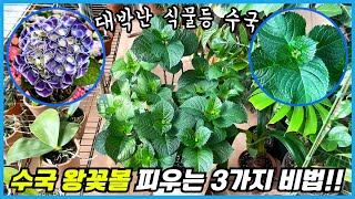수국 왕꽃볼 만드는비법 3가지!! 수국 꽃봉오리때 이것 안하면 제대로 꽃 못 피워요 ㅠㅠ