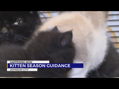 Kitten season begins: What steps to take if you find a litter
