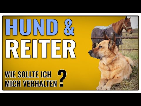 Hund + Pferd und Reiter? So reagiert man richtig - TGH 383