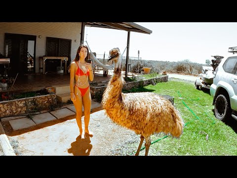 WILD EMUS VS MY DOG!!