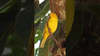 canário da terra cantando feliz lá na mangueira #birds