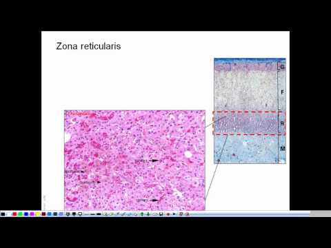 Morphologie de la glande surrénale