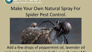 How To Stop Spider Infestation?
