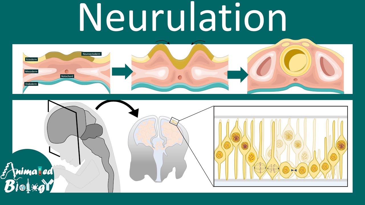 Understanding Neurulation: The Formation of the Neural Tube and Its ...