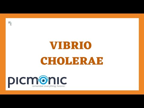 Vibrio cholerae (Cholera) Pathogenesis, Symptoms, Diagnosis, and Treatment ft. Picmonic
