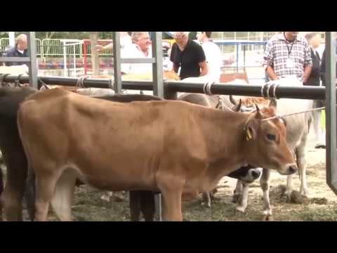 Reč struke ep. 155 20.02.2018. NAJAVA