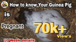 How to check Guinea pig is pregnant or Not | Guinea pig pregnancy | pregnant Guinea pig care.