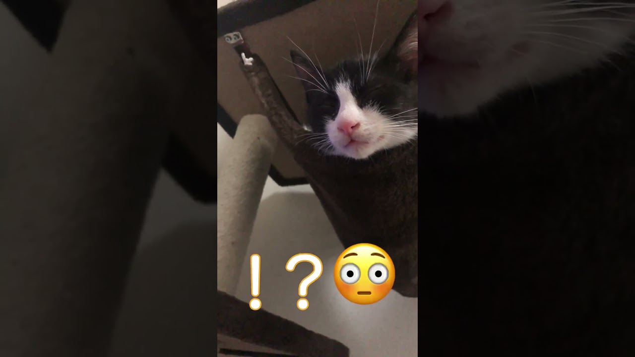 【保護猫】初めてのキャットタワー#ハチワレ #猫のいる暮らし #cat #保護猫