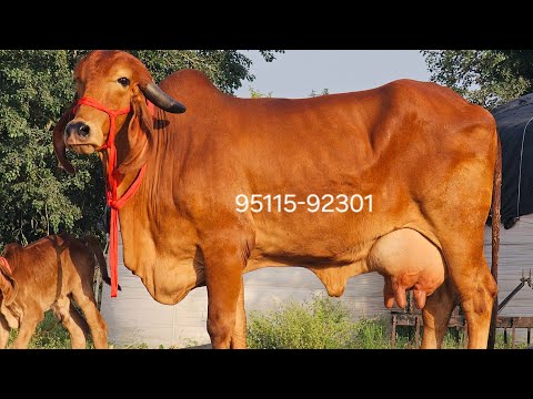 👌100% Pure Top Bloodline Heavy Gaumata Available For Sell Yadav Dairy Farm Patan 9511592301 #gircow