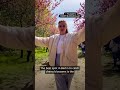 Spotting Cherry Blossoms In Berlin The Ultimate List⁠