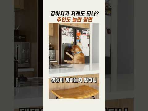 주인도 놀란 강아지의 지능 #똑똑한강아지 #댕댕이 #골든리트리버