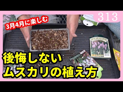 アルメニアムスカリ、Muscari armeniacum