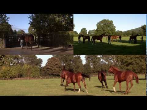 Behind The Gates Series - Yearling Sales Preparation