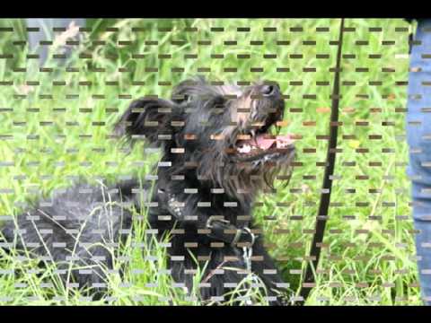 Zwerfhonden reünie Maria Polman Foundation