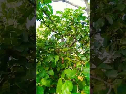 can u love u mis u kis u Google