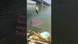 Download lagu umpan jadi rebutan ikan #fishing #mancing #shortsviral # bolang mp3 Download lagu umpan jadi rebutan ikan #fishing #mancing #shortsviral # bolang mp3