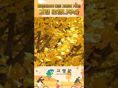 황금빛으로 물든 이곳은? #여행 #가을꽃 #은행나무 #은행나무길