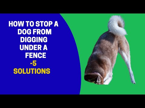 YouTube video about: How to stop dog from destroying fence?