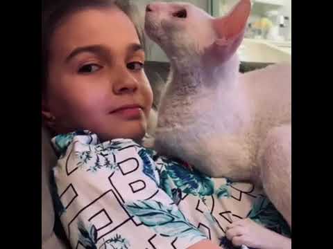 Кот Саймон Арины и Дины Миронских,6А