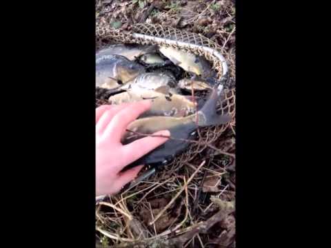 Vogelschäden Existenzbedrohung