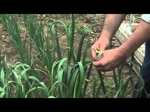 , title : 'Garlic in the Home Garden: Removing Scapes'