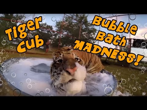 Dos tigres se dan un baño de espuma