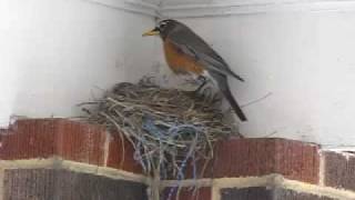 preview picture of video 'Baby Robins feeding time.'