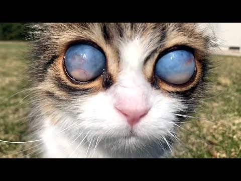 Blind Cat Has Unique Eyes
