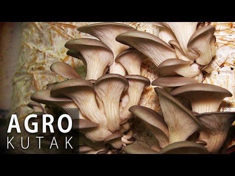 Agro kutak - Gljive - Jedini domaći proizvodi na cijelom tržištu BiH - 24.10.2017.