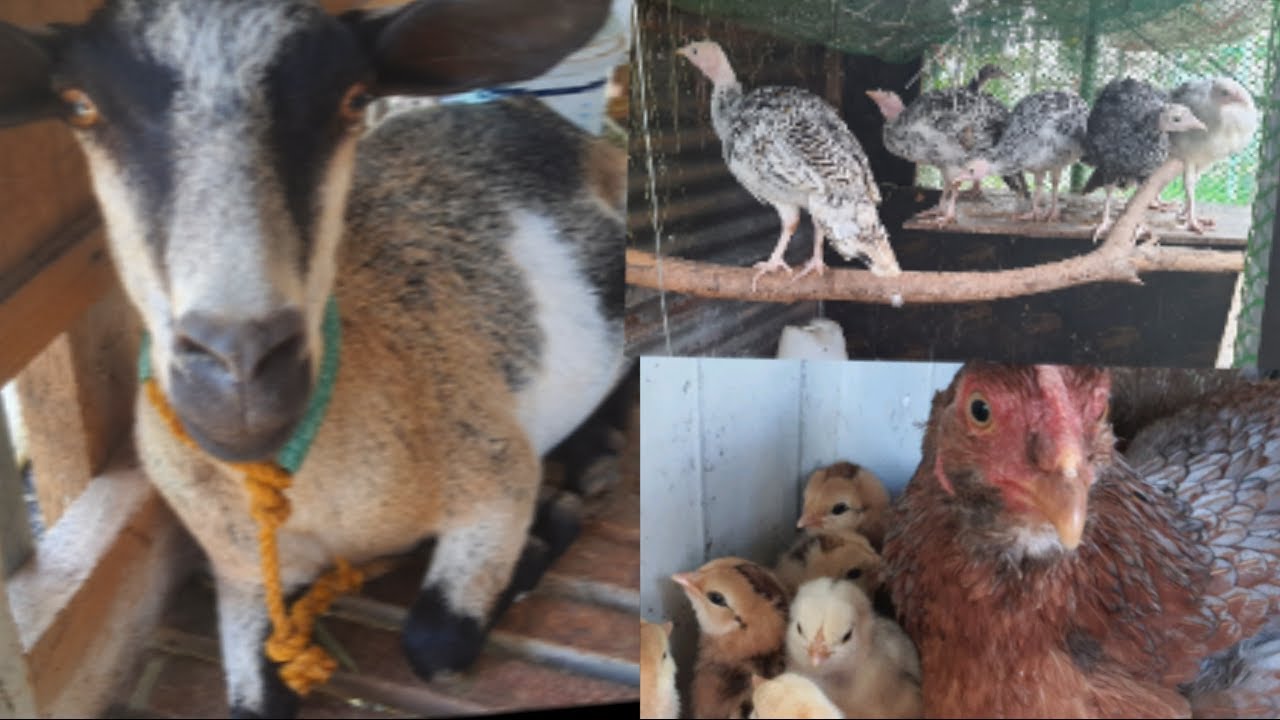 Mga Hayop sa Bakuran na Pwedeng Pagkakitaan (Meet Chic Chic, Lupe and Gobbles)