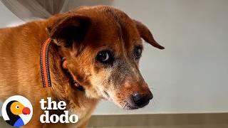 Senior Dog Kept Sneaking Away Every Day Until Mom Learned Why | The Dodo
