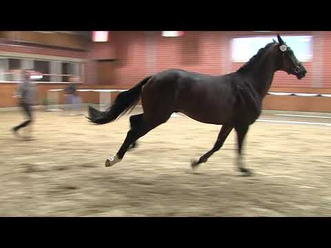 30. Mecklenburger Körtage 2020 - Kat.Nr. 71 Junghengst v. Diacontinus - Contendro I