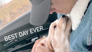 Picking Up Our Golden Retriever Puppy!!! | 7+ Hours In The Car | Our Set Up At Home