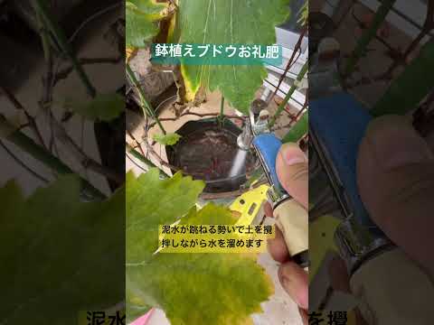 より高い樹立率を得るには、いつ、どのようにブドウを植えるべきでしょうか?  庭園