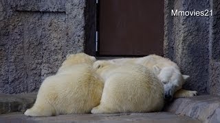 嵐の中のホッキョクグマたち〜Polar Bears in storm