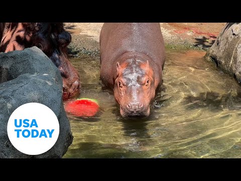 Fritz the Hippo celebrates turning one on National Watermelon Day | USA TODAY