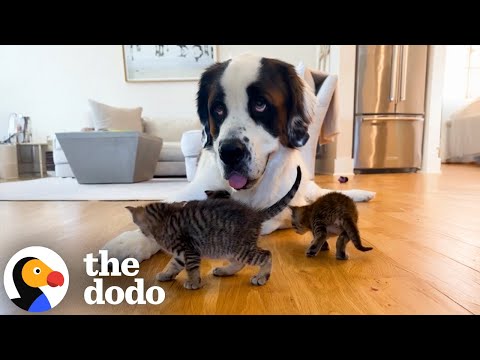 St. Bernard Gets SO EXCITED To Check On Her Kittens | The Dodo