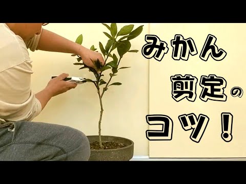 みかんの木 植物