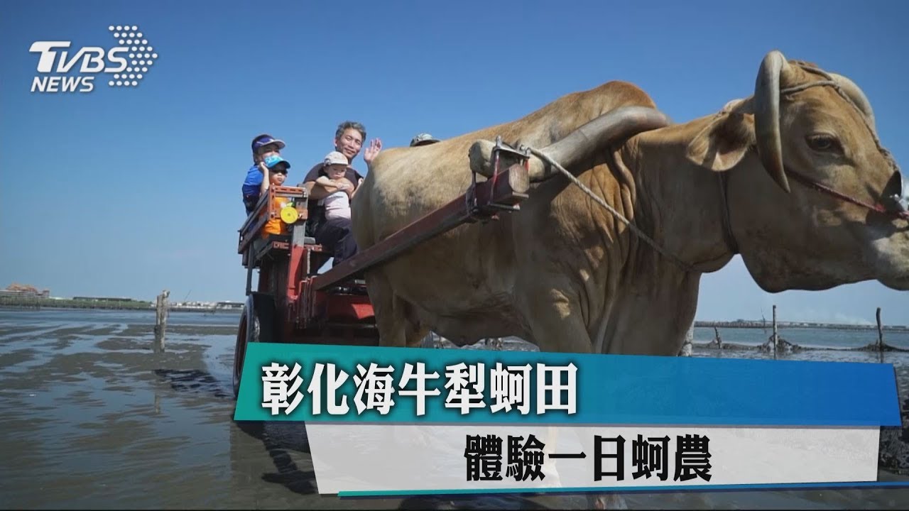 彰化海牛犁蚵田 體驗一日蚵農