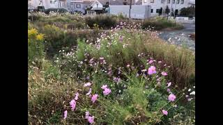 風に揺れるコスモス