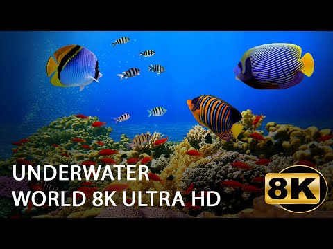 underwater world 8K ULTRA HD
