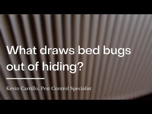 What attracts bed bugs to me?