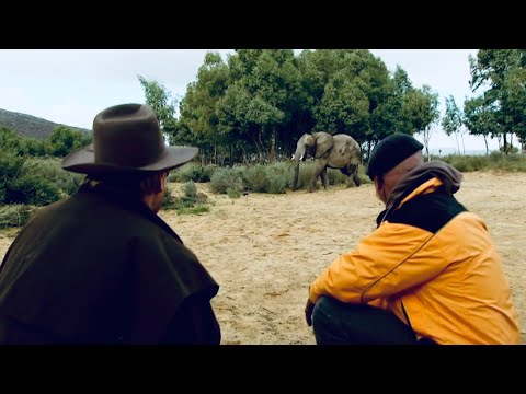 Were Jamie and Adam Fooled By This Elephant?