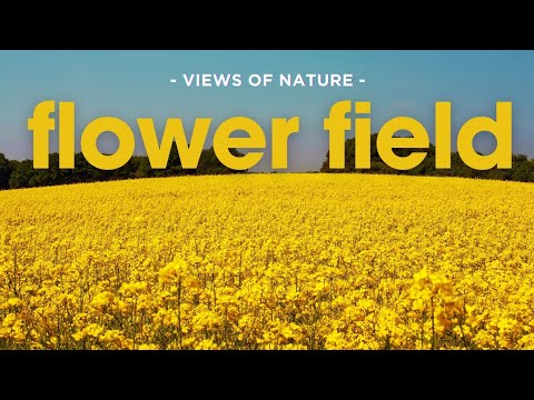 The Most Beautiful Flowers Collection 8K ULTRA HD/8K TV